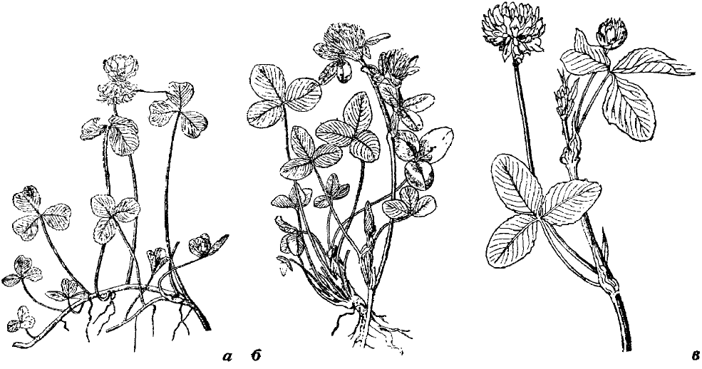 Рис. 36. Клевера: а) клевер ползучий, б) клевер красный, в) клевер шведский.