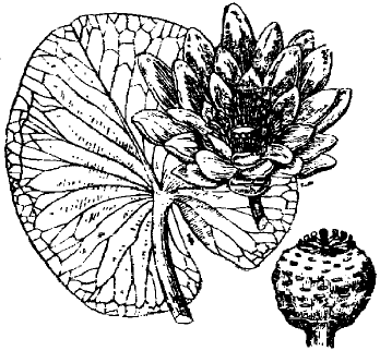 Рис. 3. Белая водяная лилия, кувшинка.