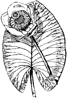 Рис. 4. Жёлтая водяная лилия, кубышка.