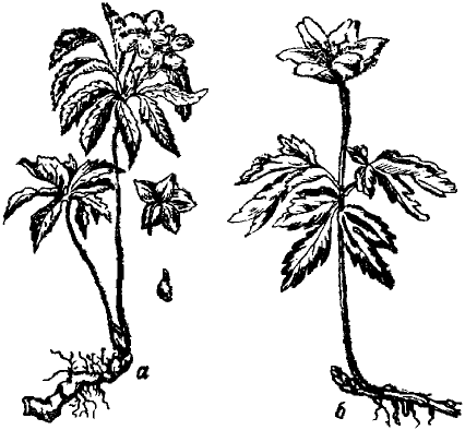 Рис. 76. Ветреницы: а) ветреница лютиковая, б) ветреница дубравная.